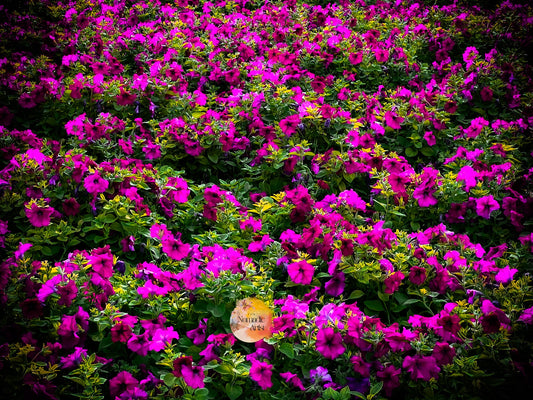 Petunia Dubai Magenta