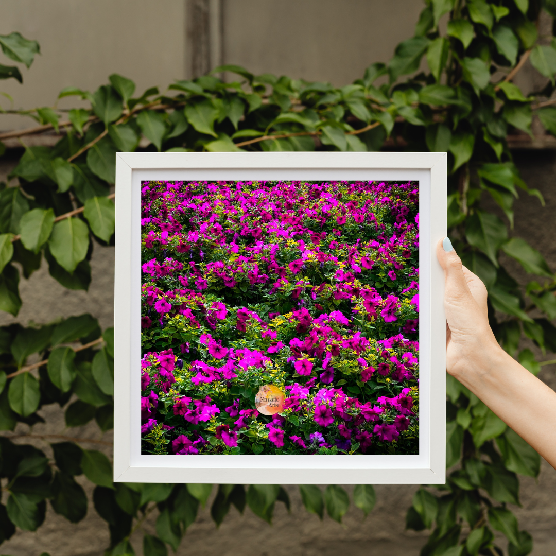 Petunia Dubai Magenta