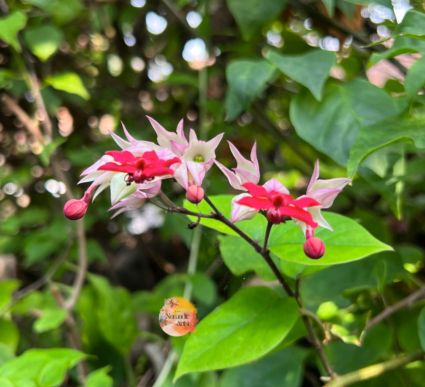 Pink Blossom