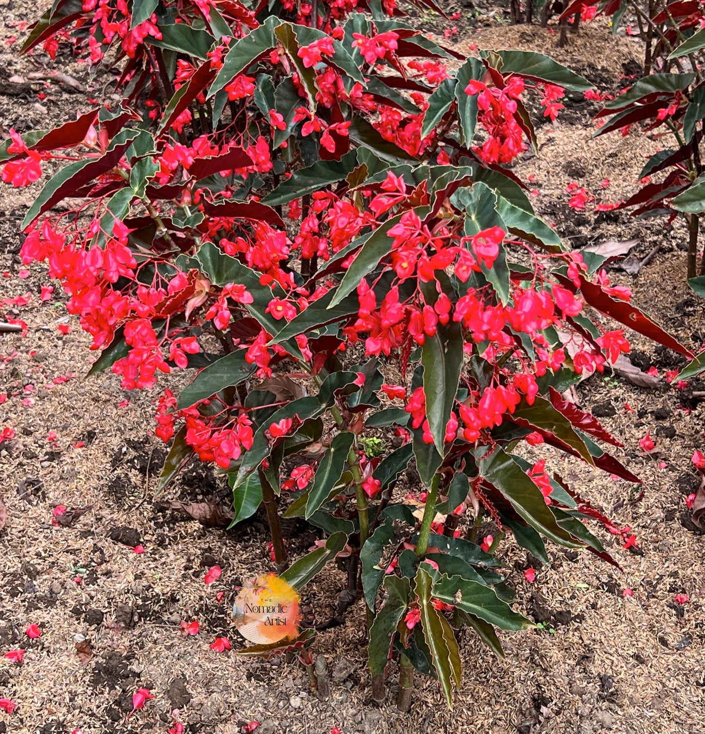 Red Beauty