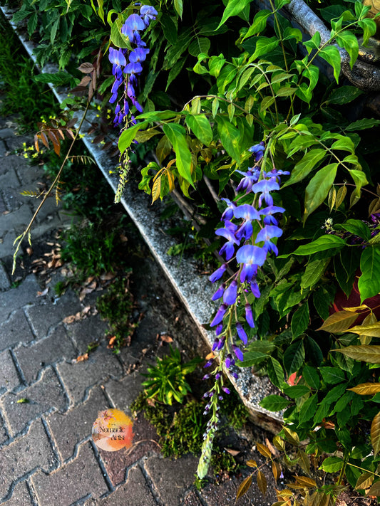 Roadside Beauty